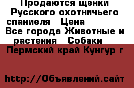 Продаются щенки Русского охотничьего спаниеля › Цена ­ 25 000 - Все города Животные и растения » Собаки   . Пермский край,Кунгур г.